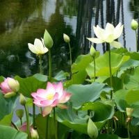 Water Lilies�